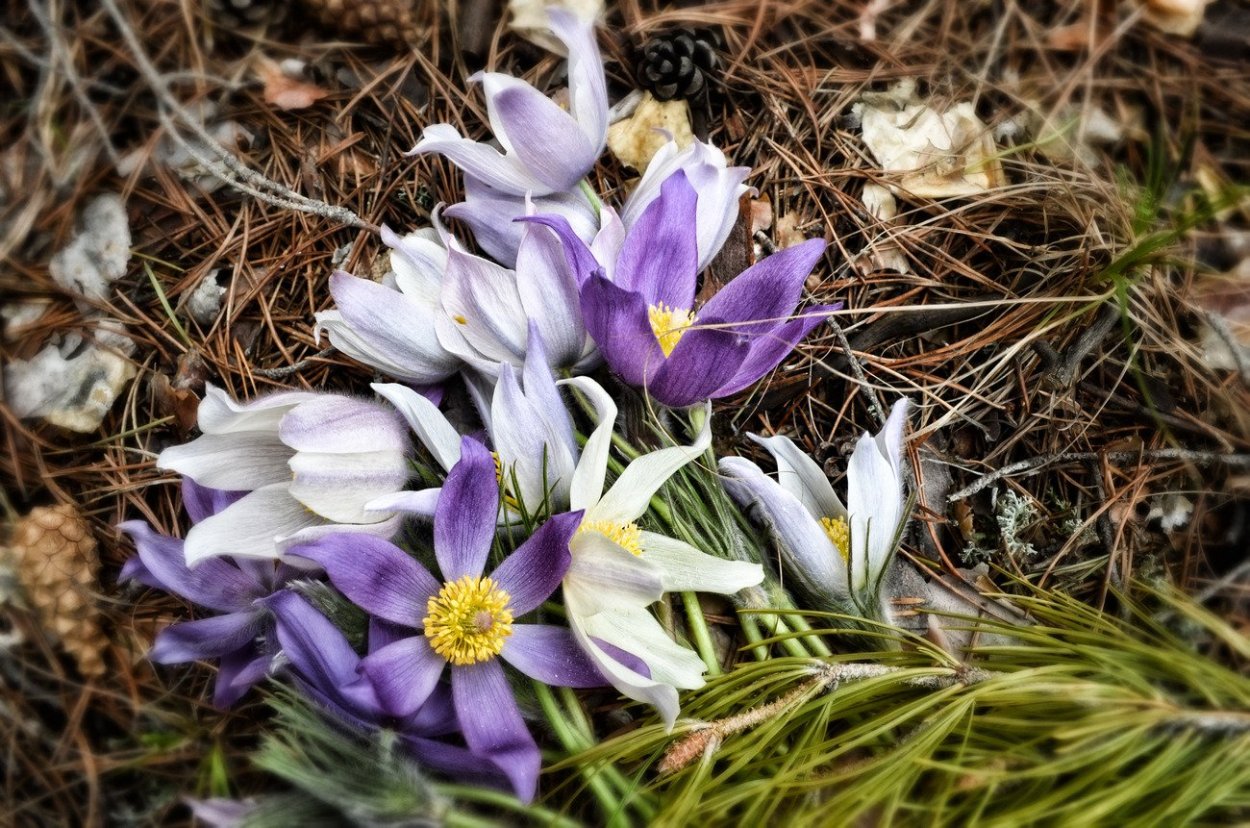 Кандыки подснежники Полянки