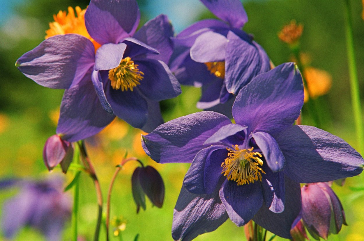 Весенние цветы крокусы