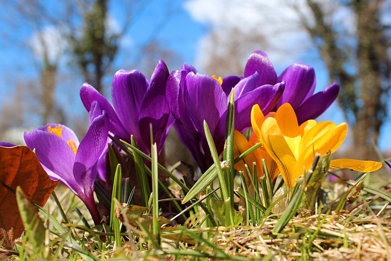 Лавандовый Крокус – Lavender Crocus
