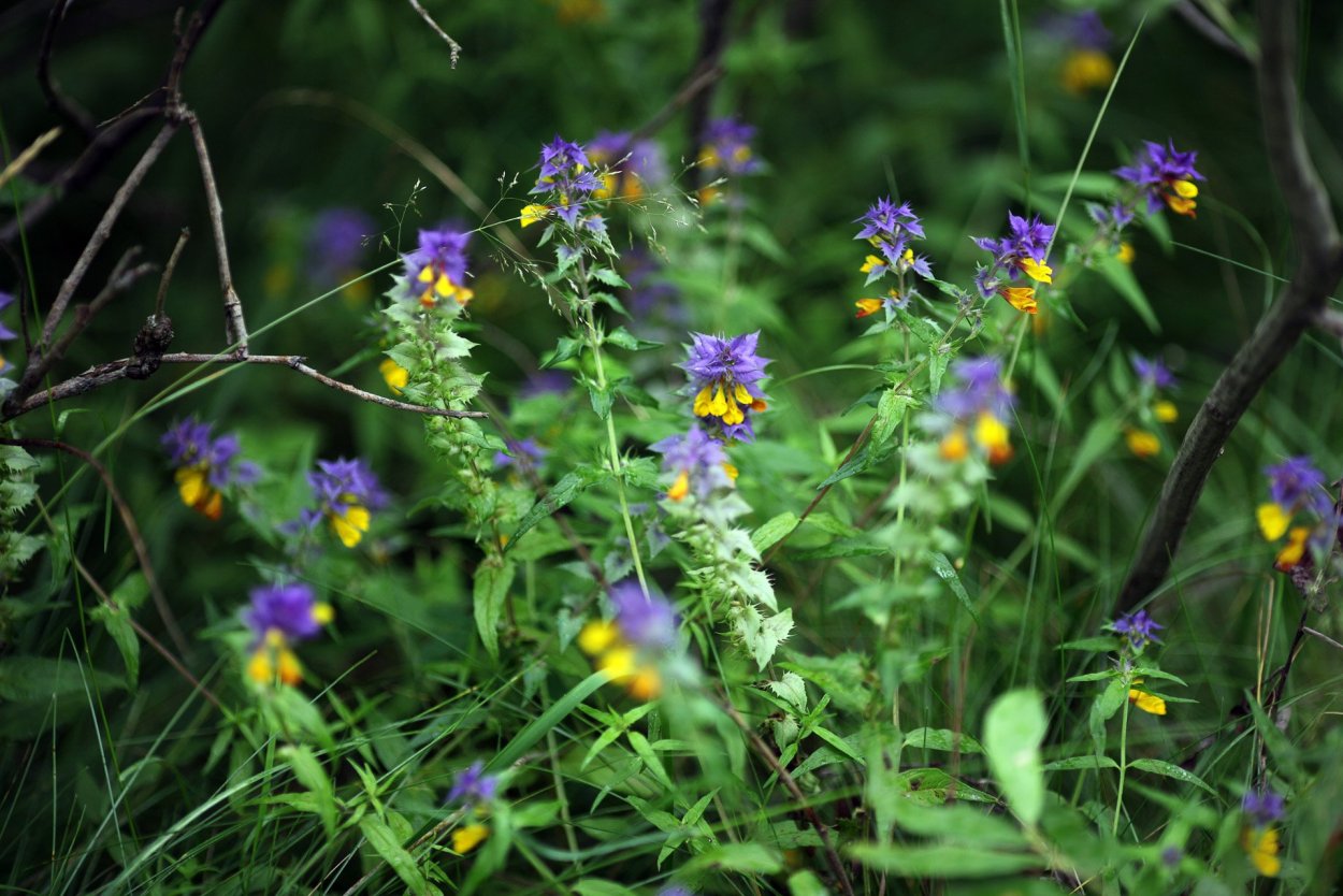 Фиолетовый лес