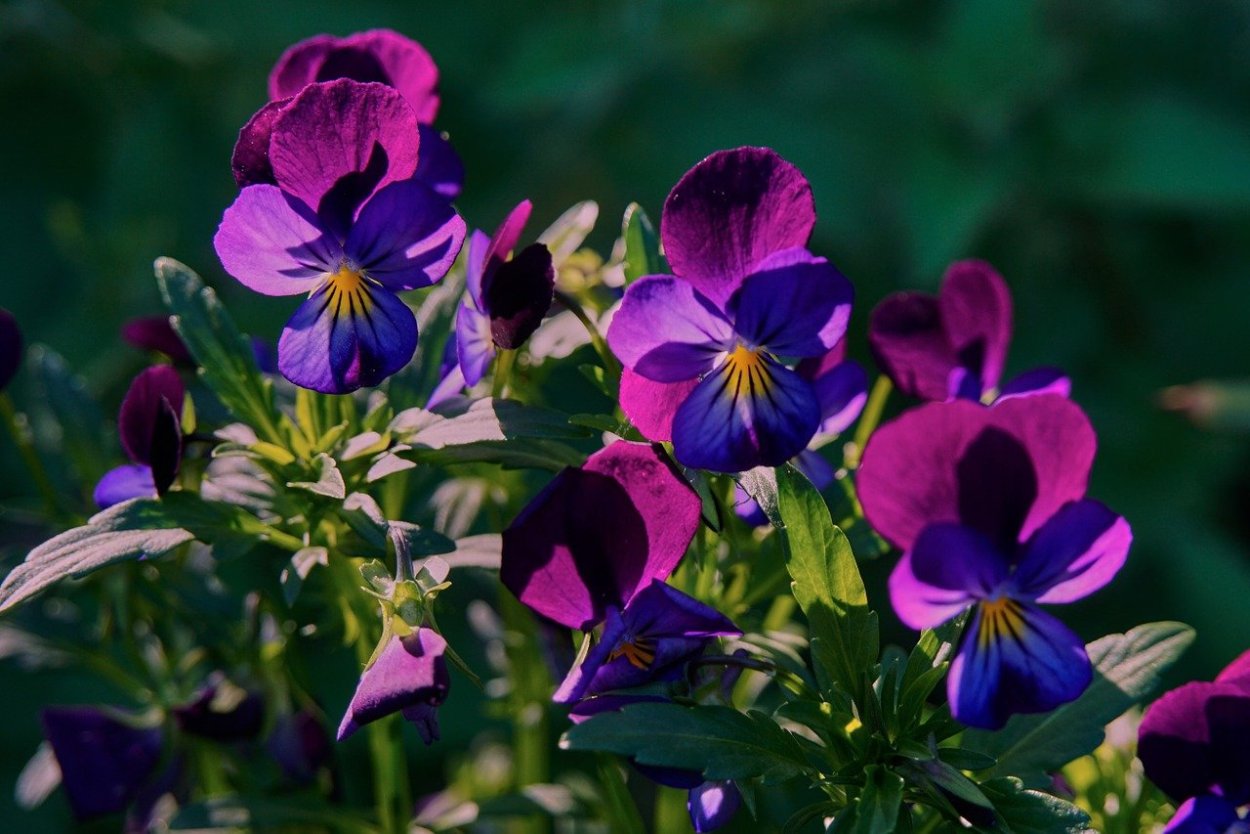 Солнце лес цветы