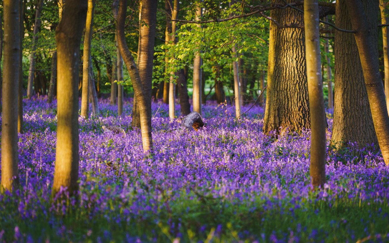Прострел - сон трава