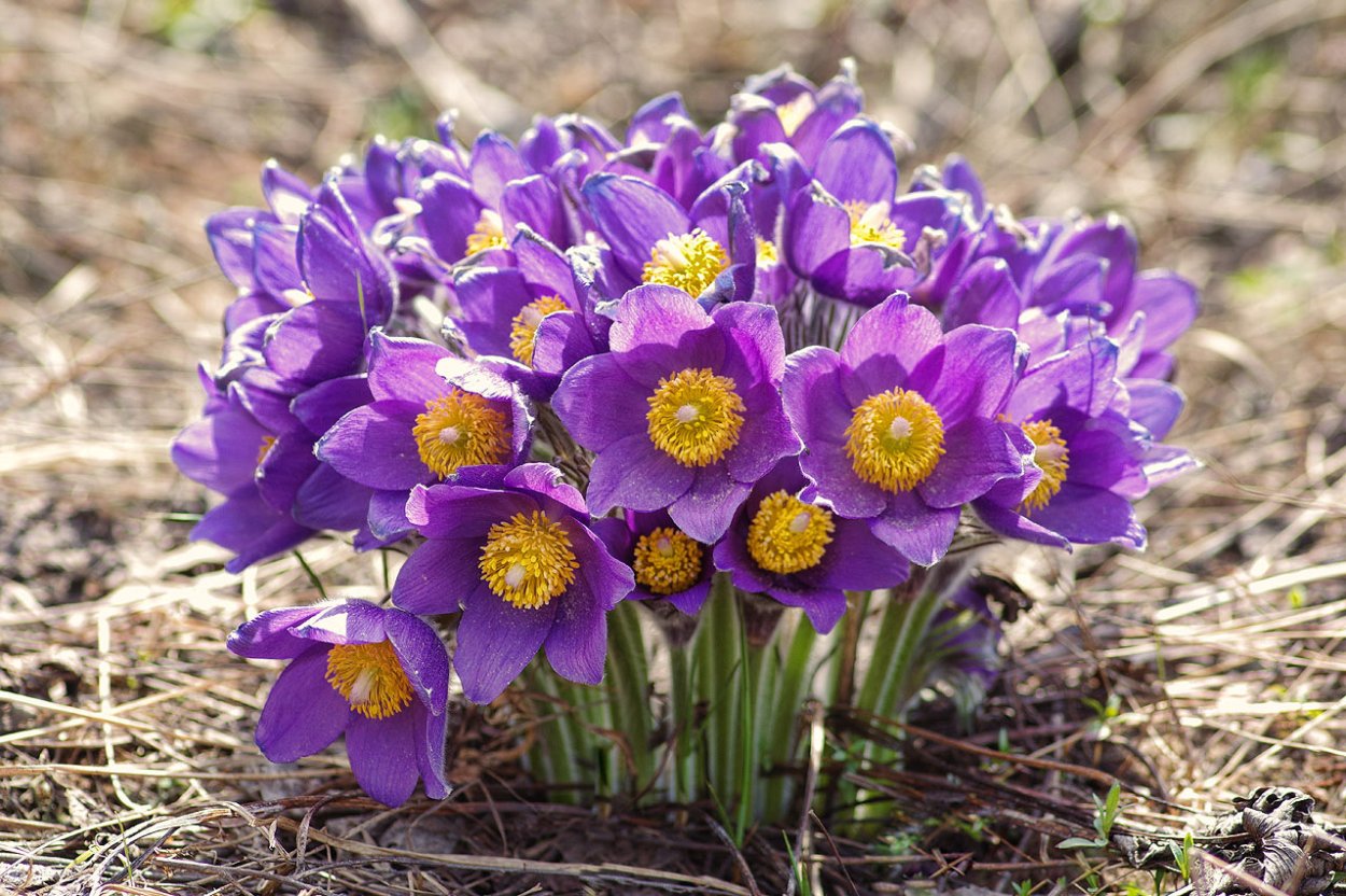 Яркая природа