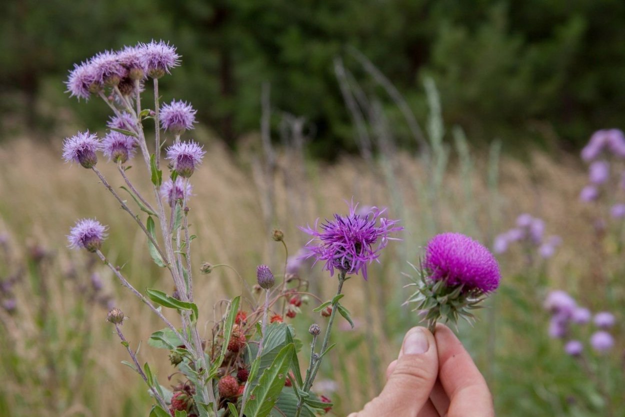 Василек медонос Сибирь
