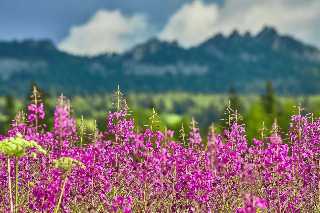 Заповедник Басеги Флора