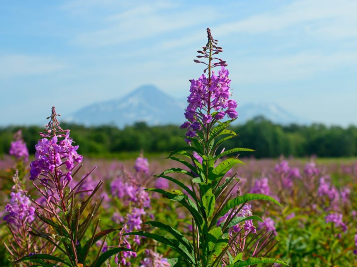 Кипрей узколистный чай