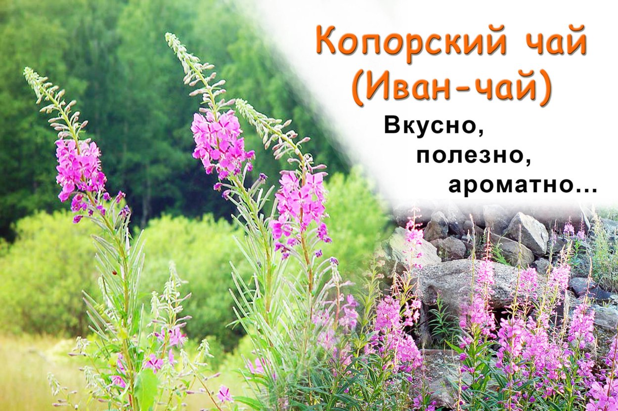 Копорский Иван-чай