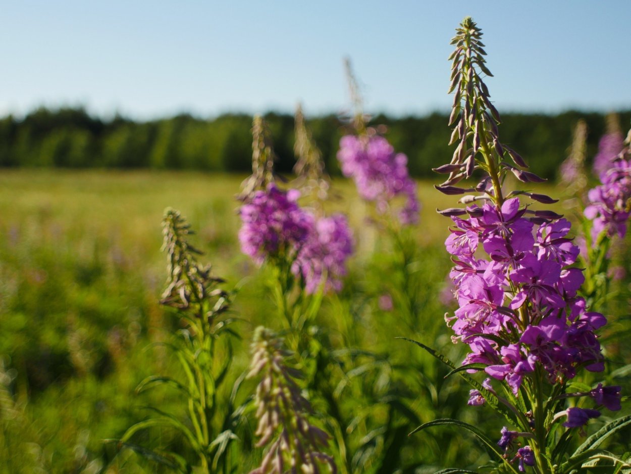 Медонос Иван чай кипрей