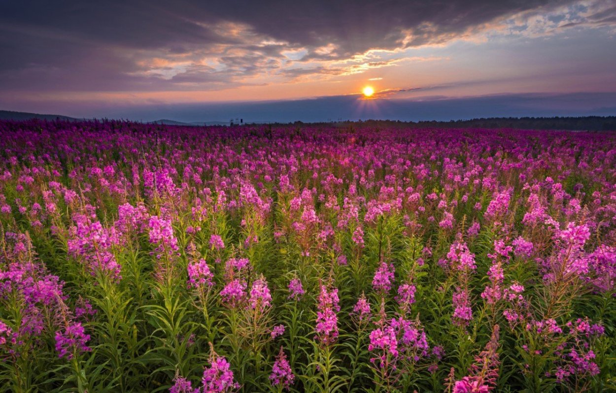 Кипрей Степной