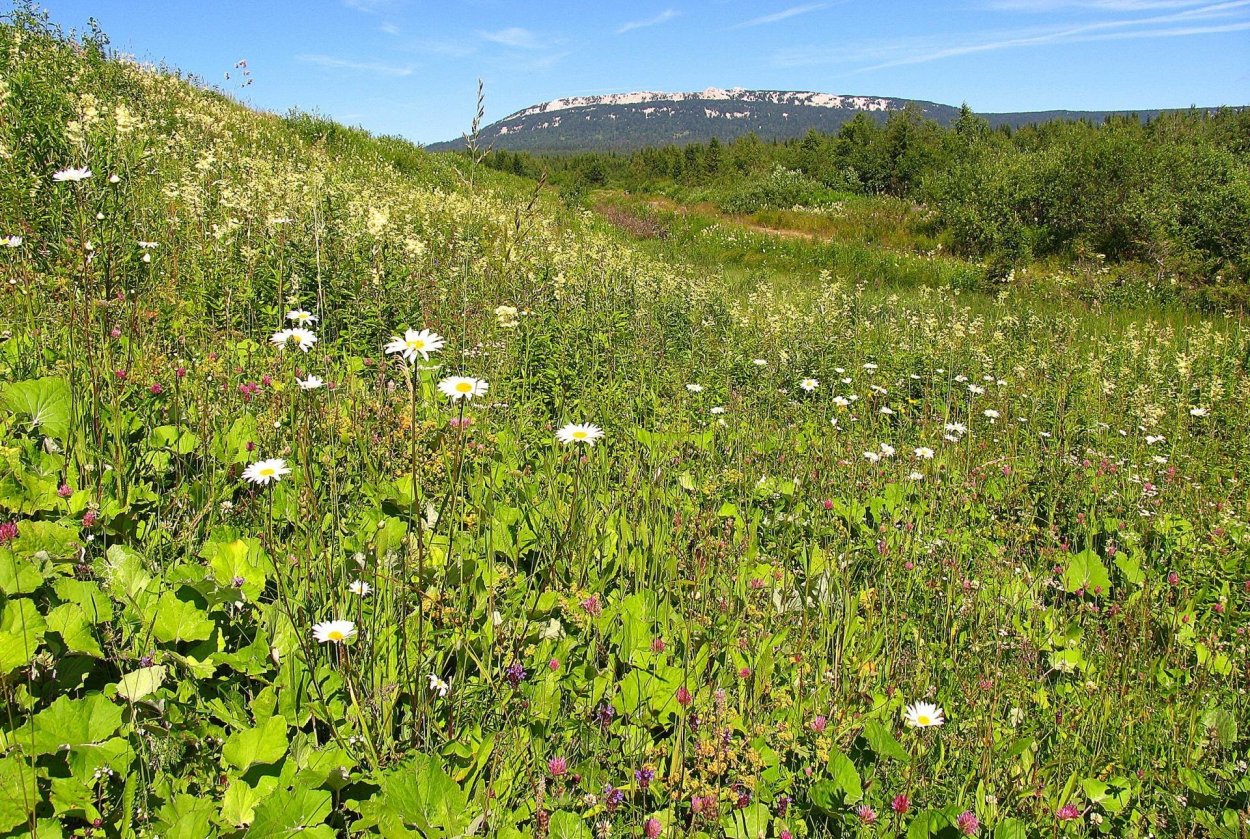 Национальный парк Башкирия Флора
