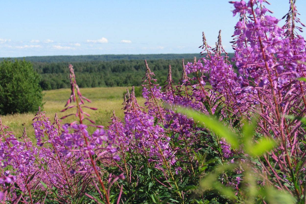 Степные медоносные травы Крыма