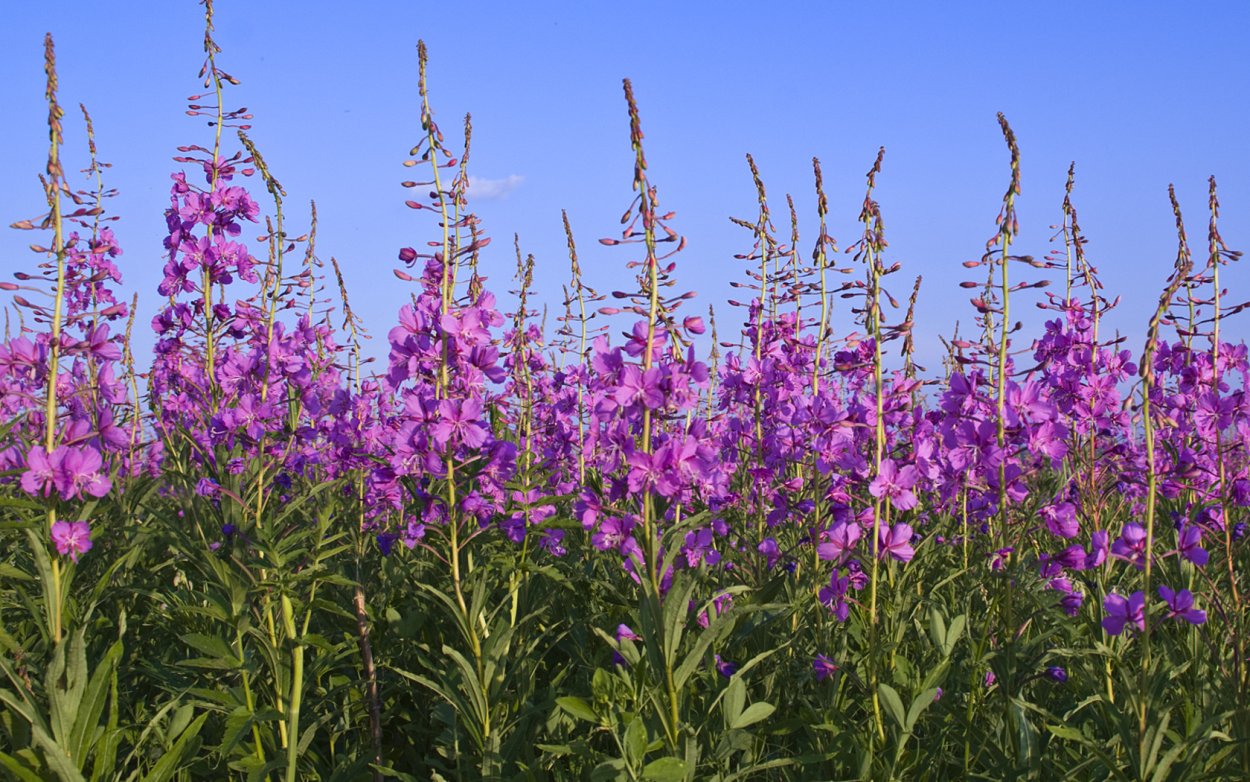 Кипрей Альба
