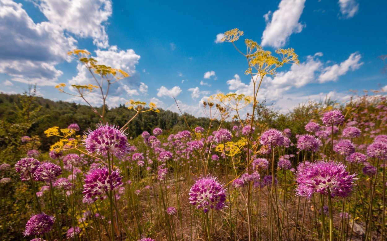 Бессмертник цветок полевой
