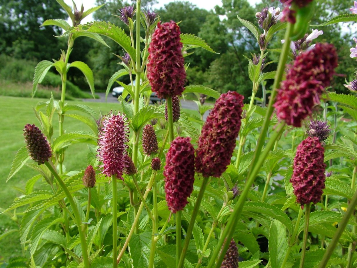 Кровохлебка лекарственная (Sanguisorba officinalis)