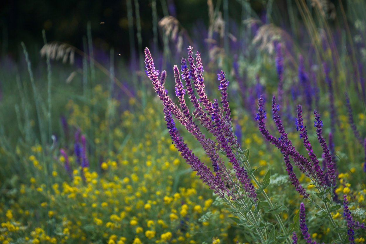 Гареджский шалфей