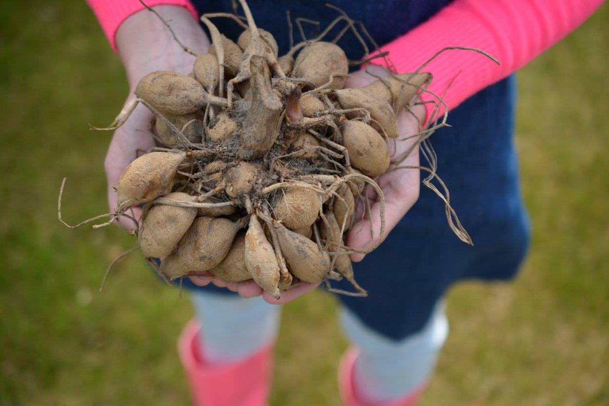 Картофель строение растения