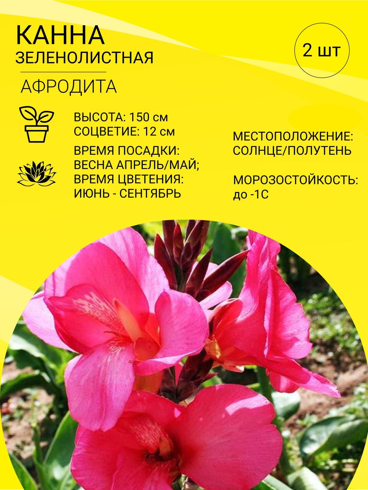 Церопегия Вуди цветы