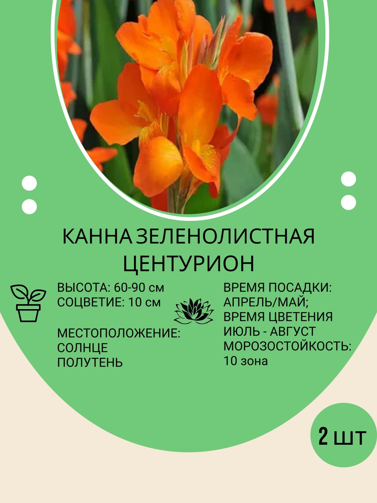 Корень картошки