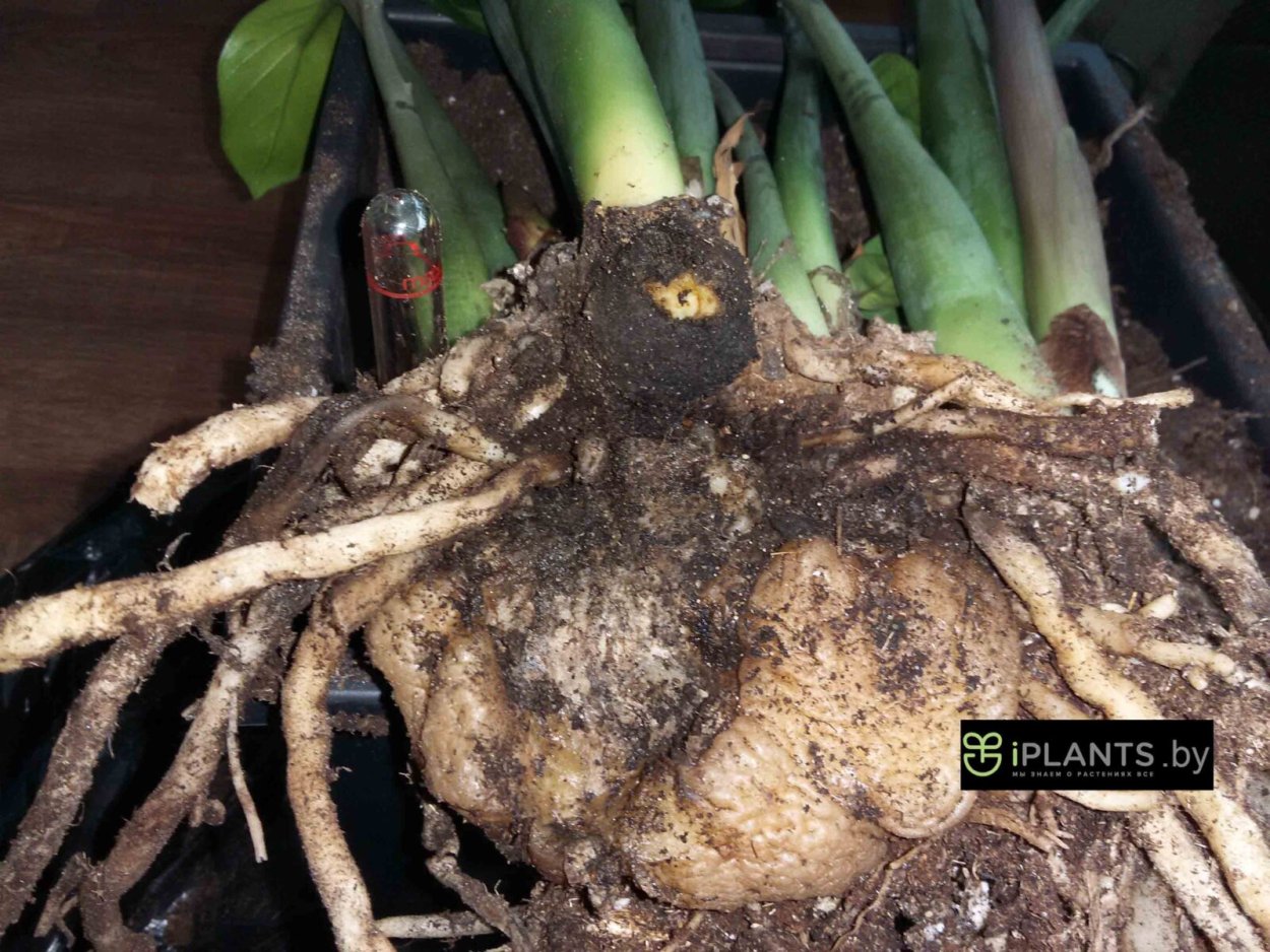 Корнеклубень георгина