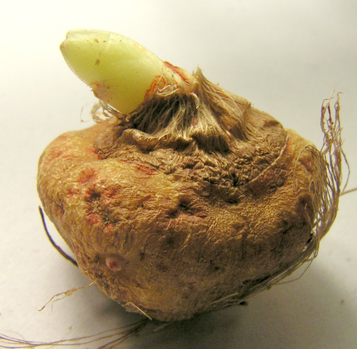 Картофель. Строение растения клубней.