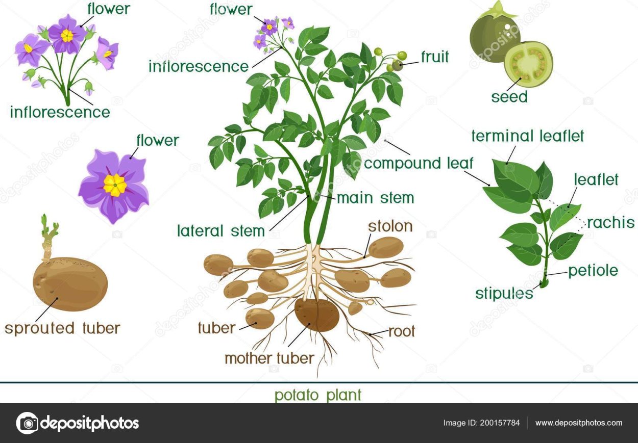 Helianthus tuberosus корень