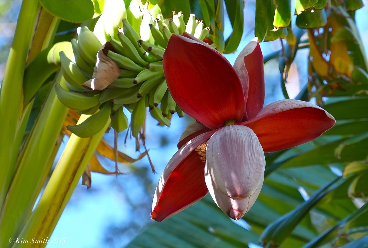 Banana Blossom