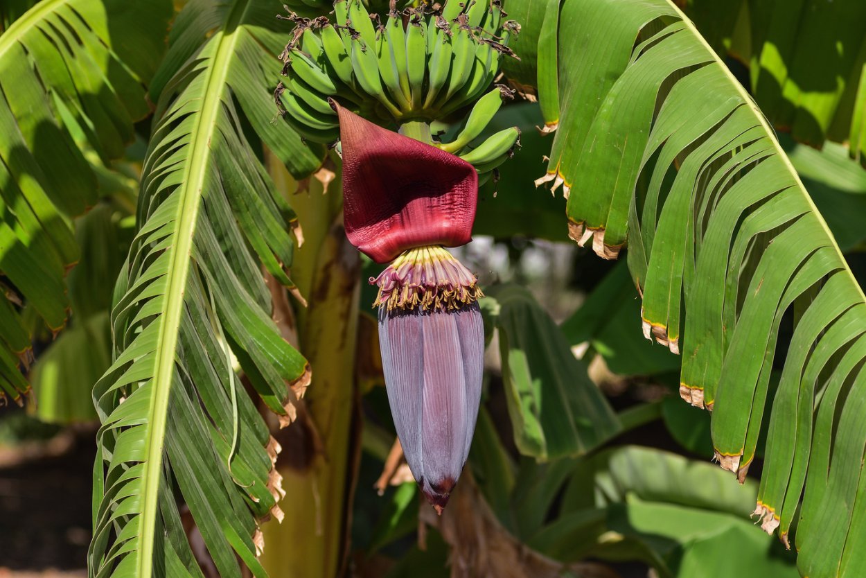 Банан растение в природе цветет