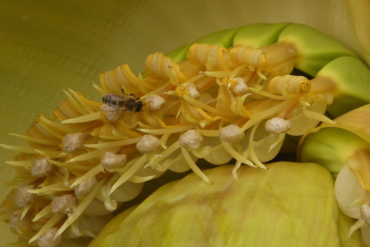 Банан многолетнее травянистое растение