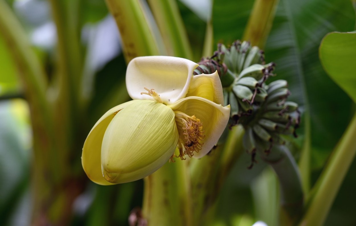 Цветение банана
