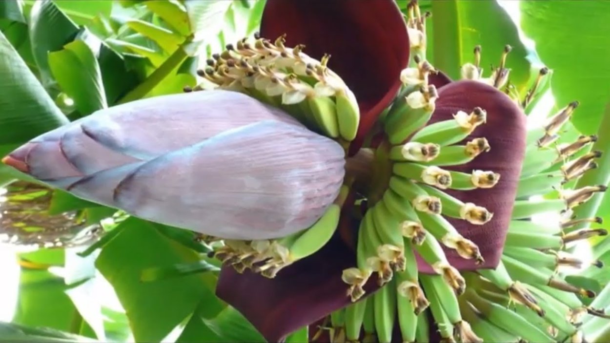 Банановая Пальма цветет