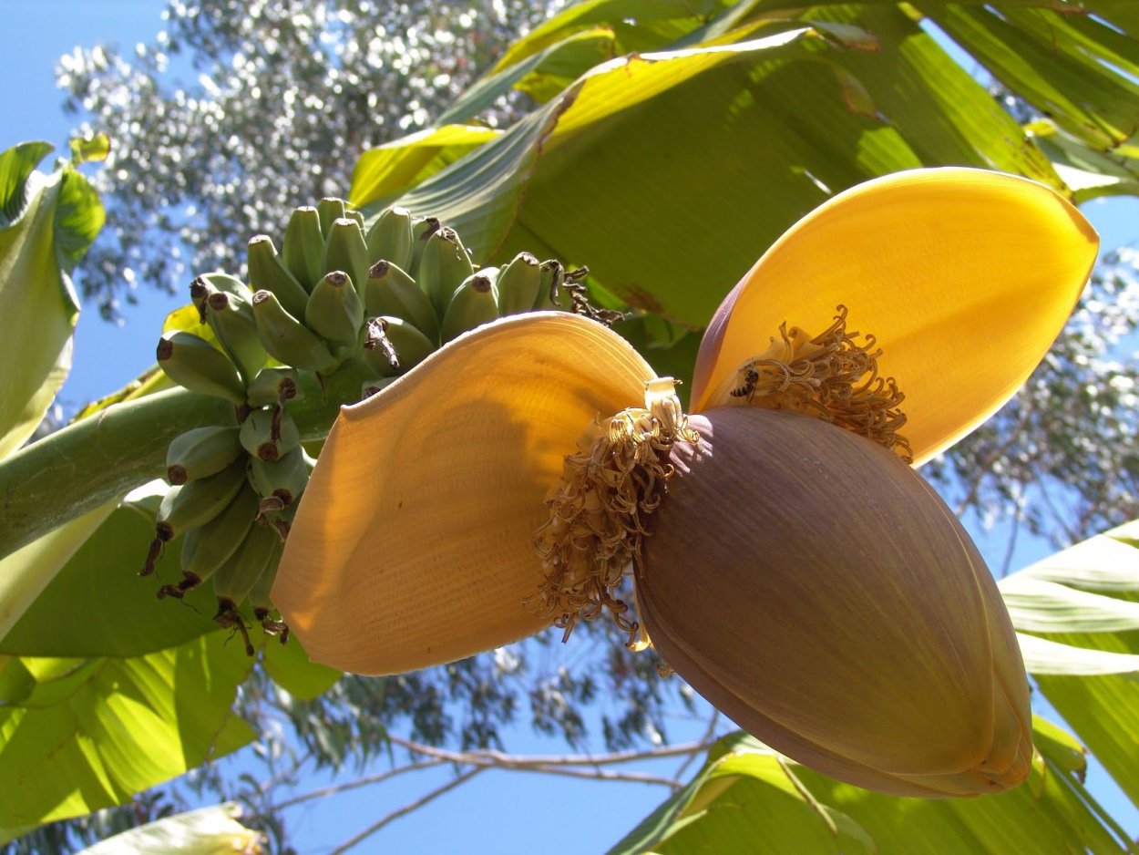 Цветок банана