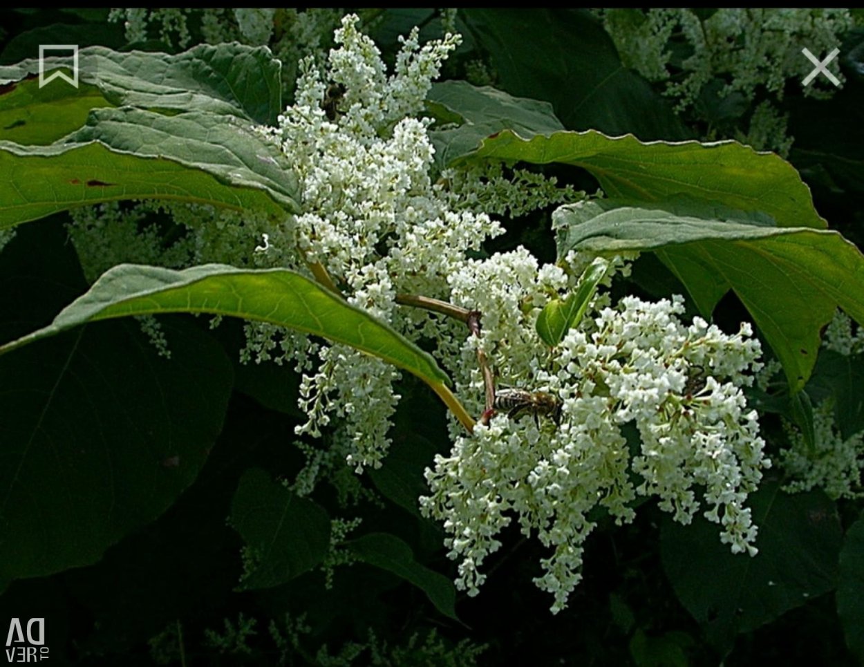 Гречиха Сахалинская (Горец Сахалинский)