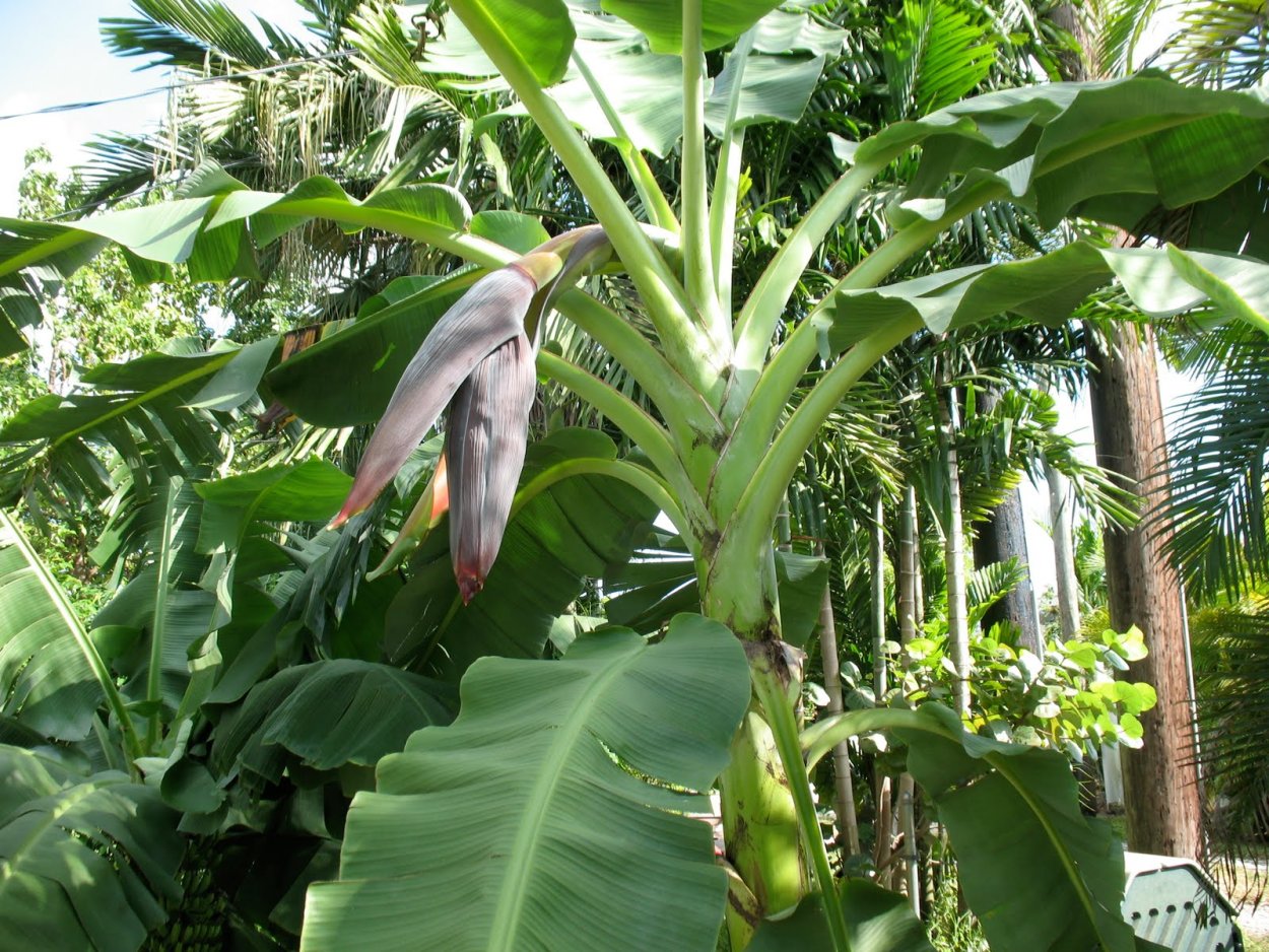 Банановое дерево лат Муса
