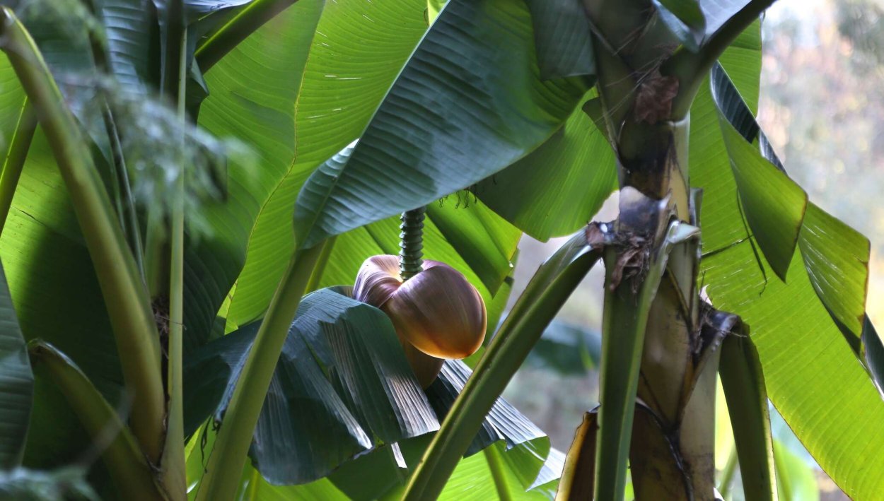 Цветение банана в Крыму