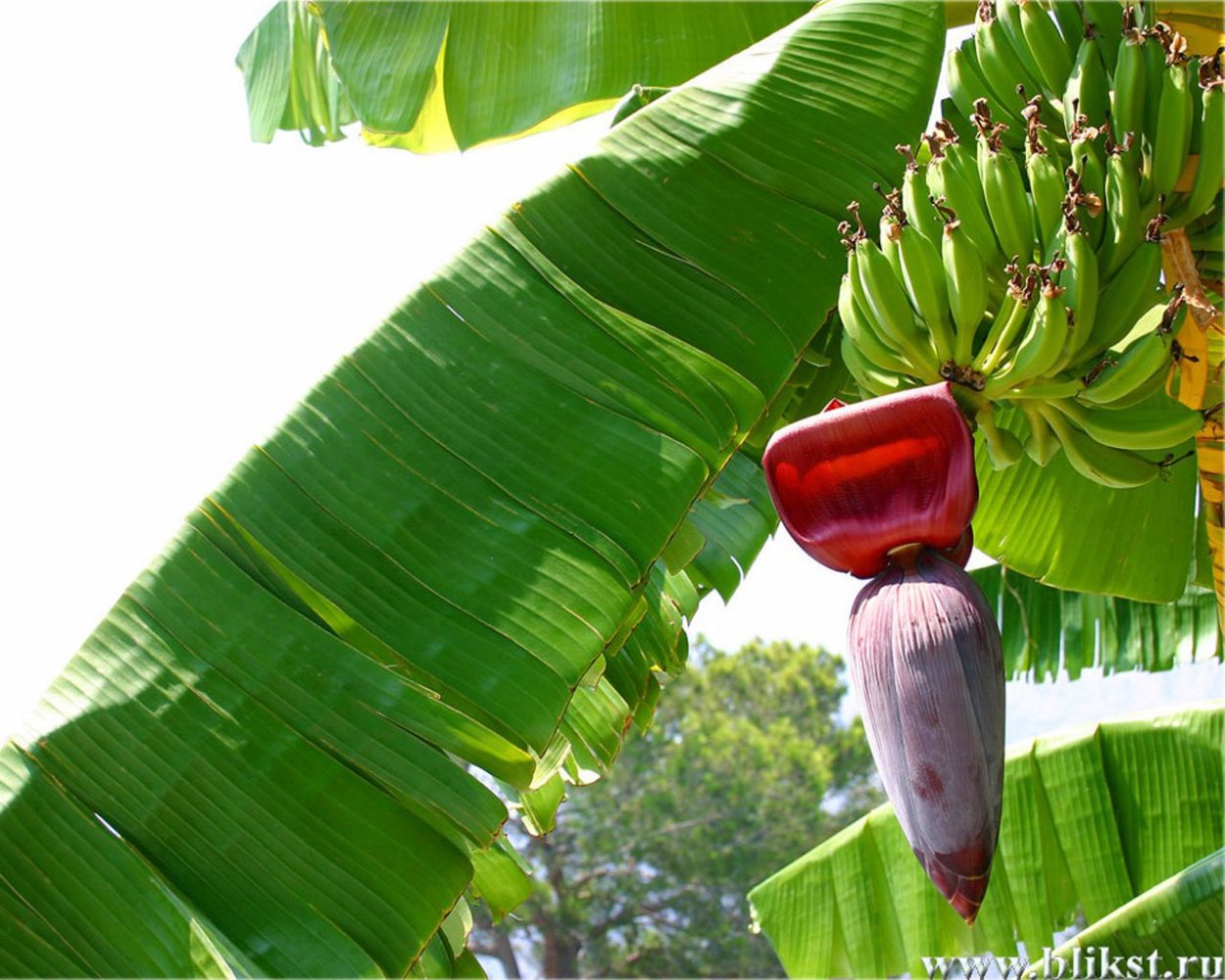 Мармарис банановая Пальма