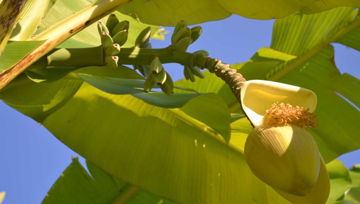Цветение банана Тропикана