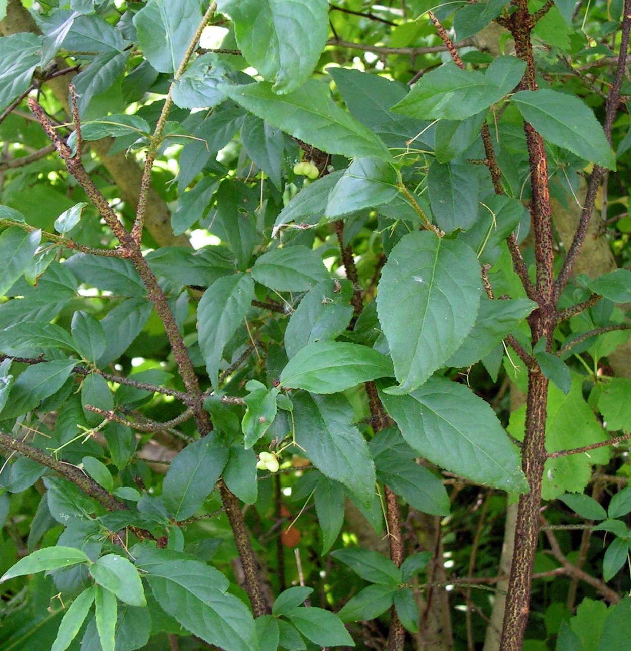 Рейнутрия Горец Сахалинский