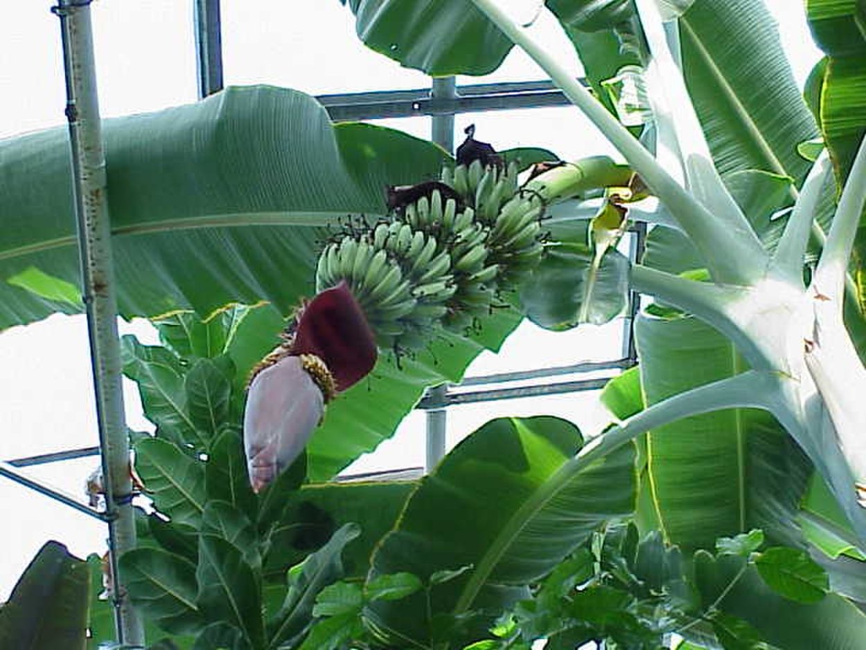 Musa acuminata и Musa balbisiana