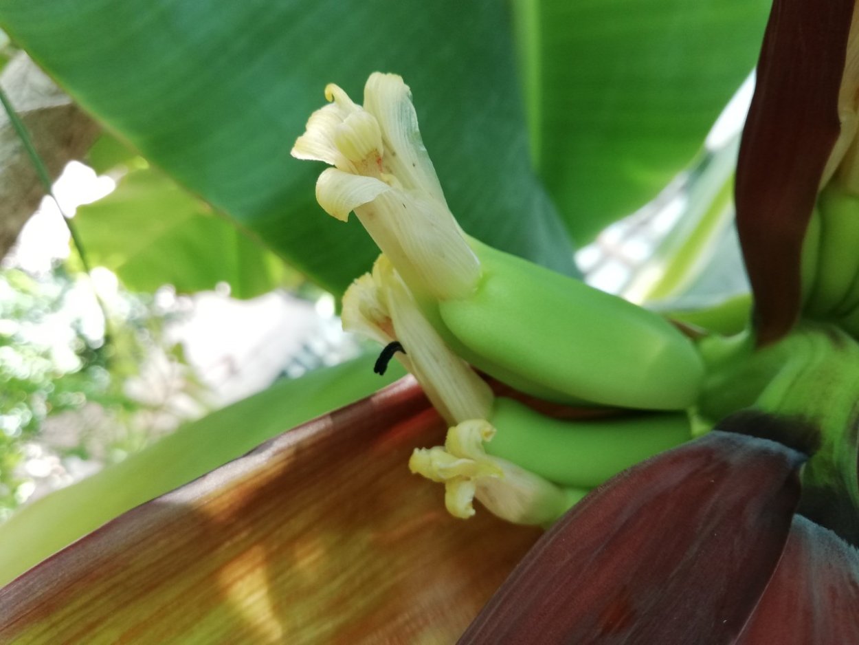 Банан декоративный