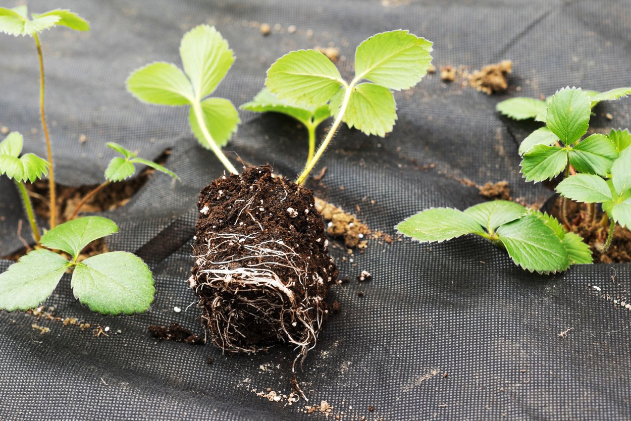 Рассада клубника с корнем