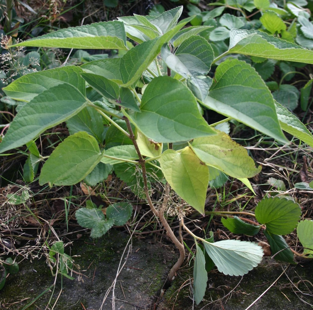 Кустарник с шершавыми листьями