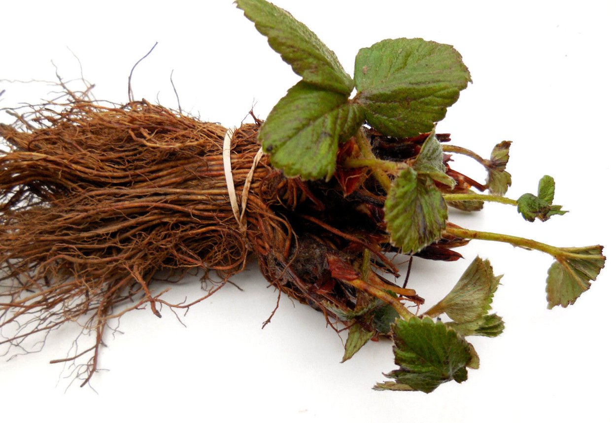 Корни клубники