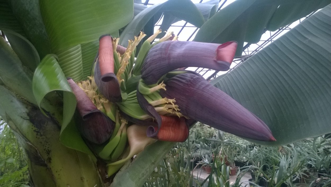 Банан сорта карликовый Кавендиш