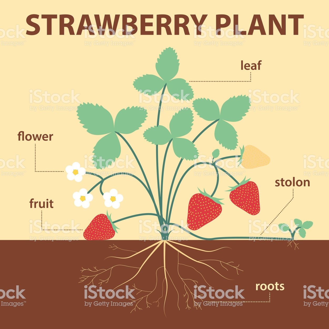 Земляника инфографика