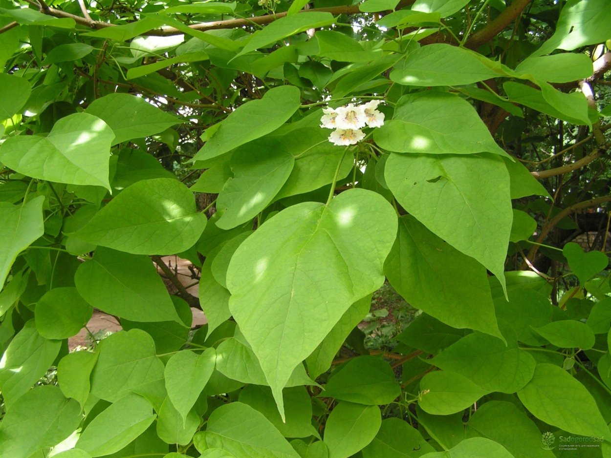 Дерево с большими листьями