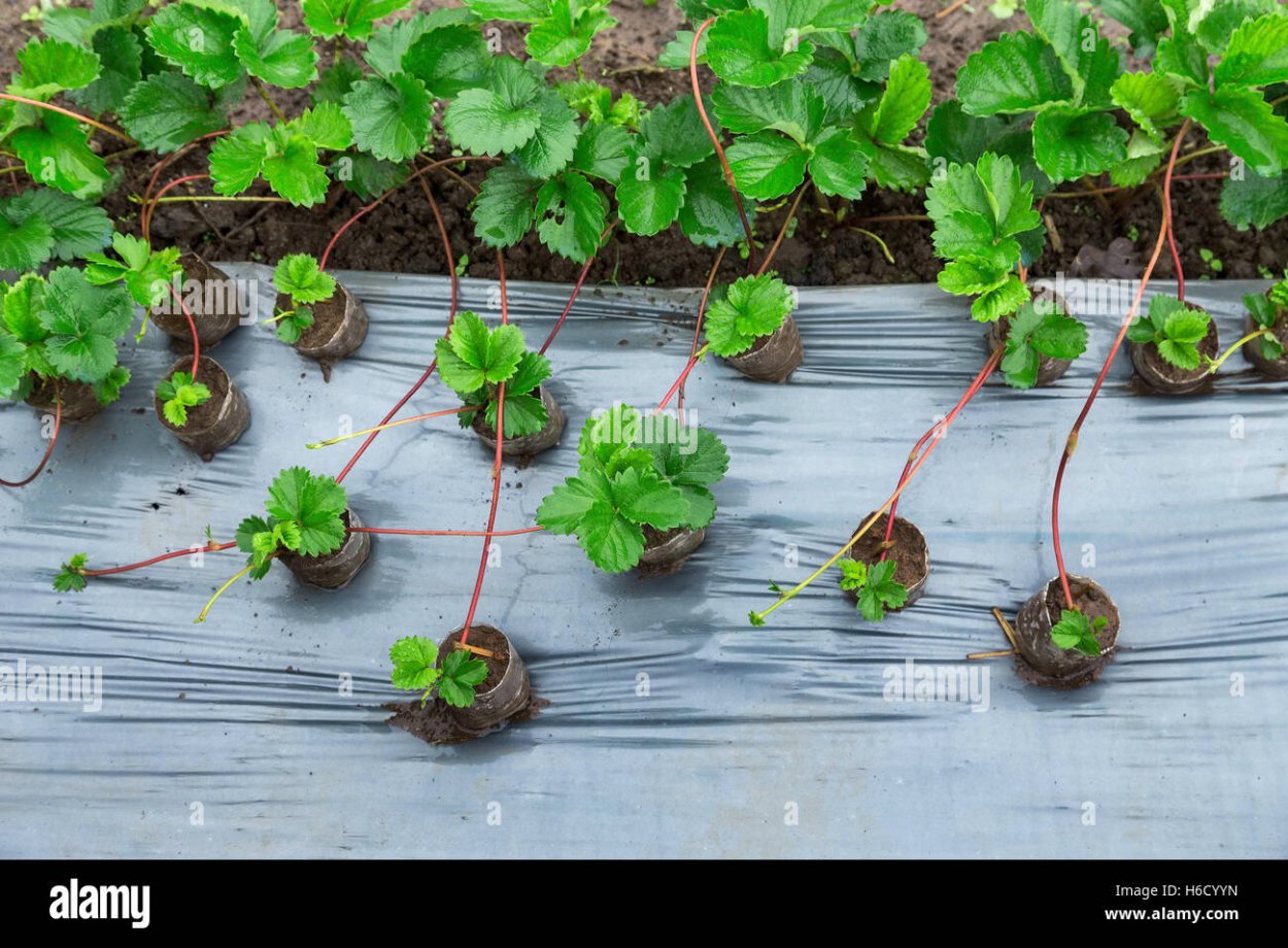 Укоренить усы клубники