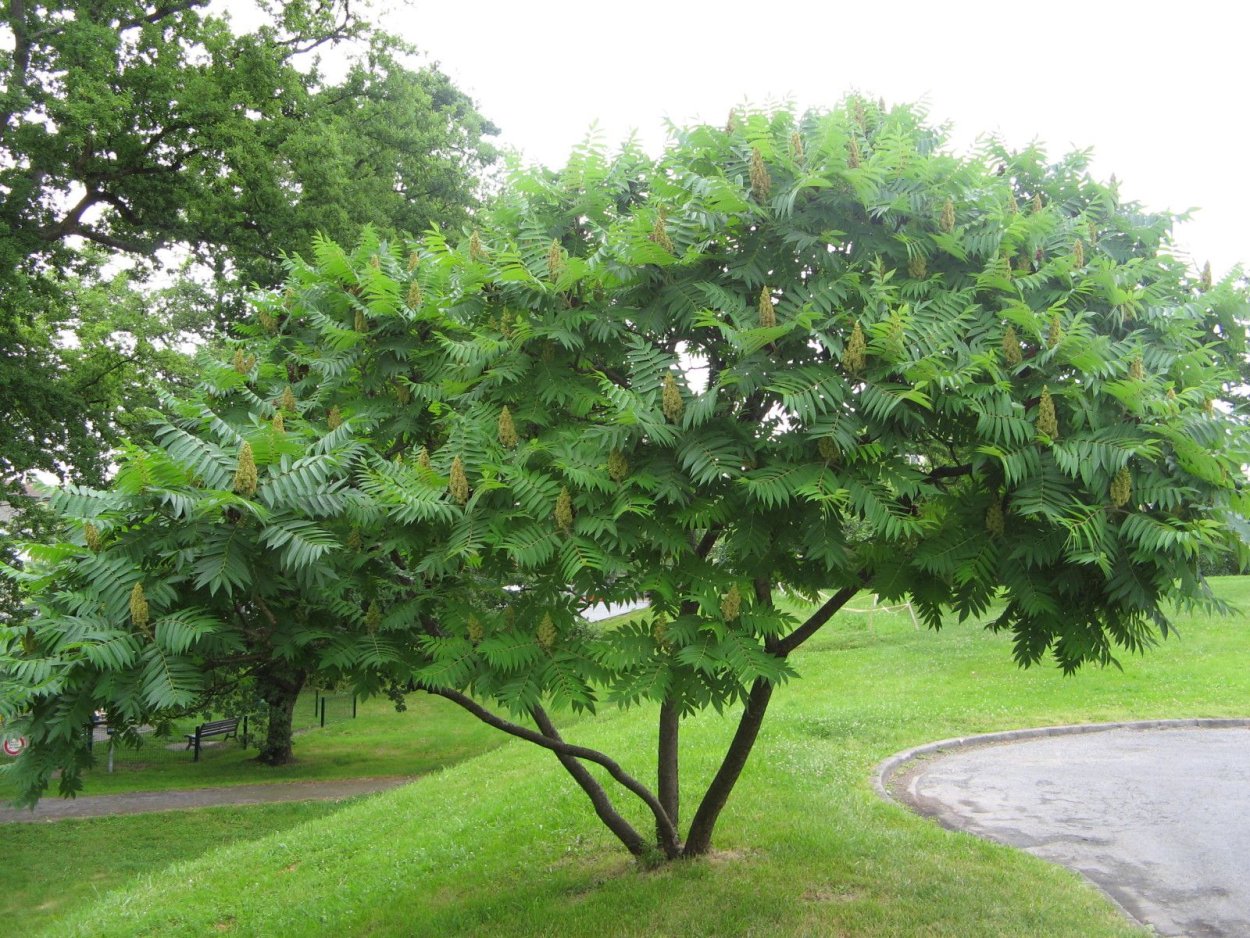Aesculus parviflora