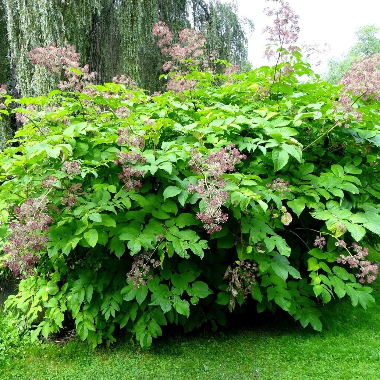 Катальпа Нана