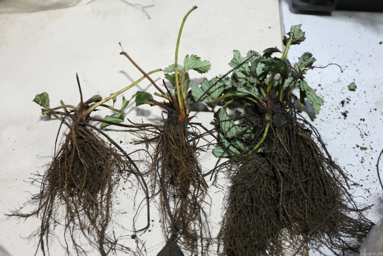 Растения с открытой корневой системой