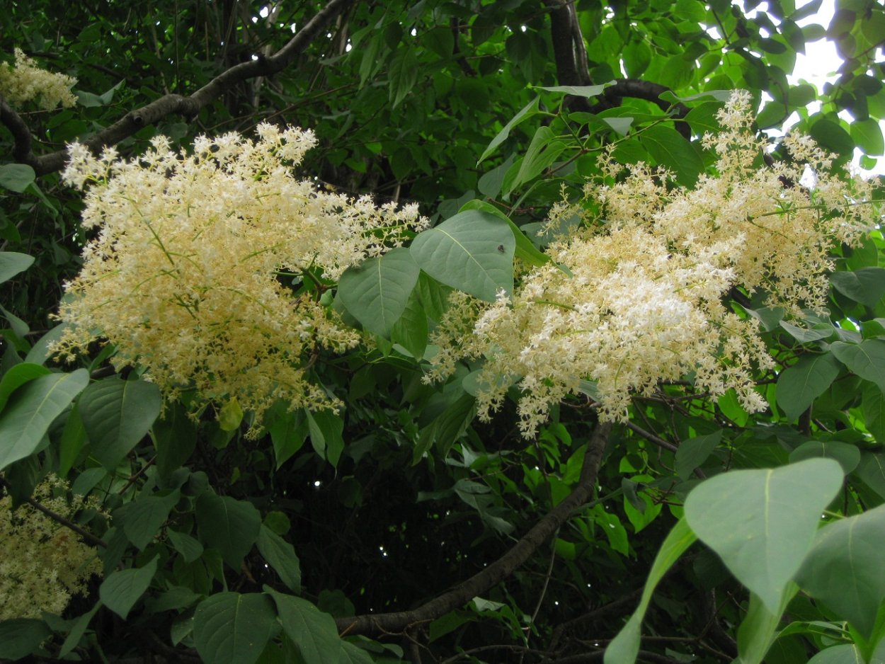 Ольха сердцевидная